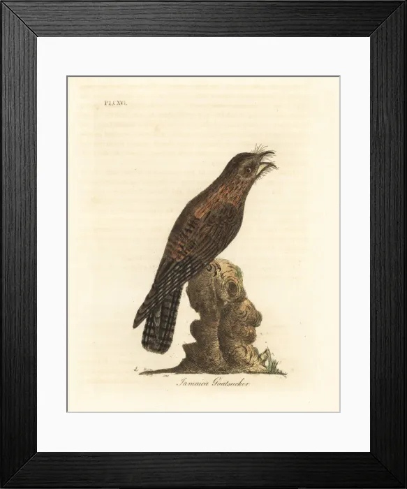 Framed Print : Northern potoo, Nyctibius jamaicensis Framed Print : Northern potoo, Nyctibius jamaicensis
