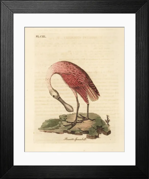 Framed Print : Roseate spoonbill, Platalea ajaja Framed Print : Roseate spoonbill, Platalea ajaja