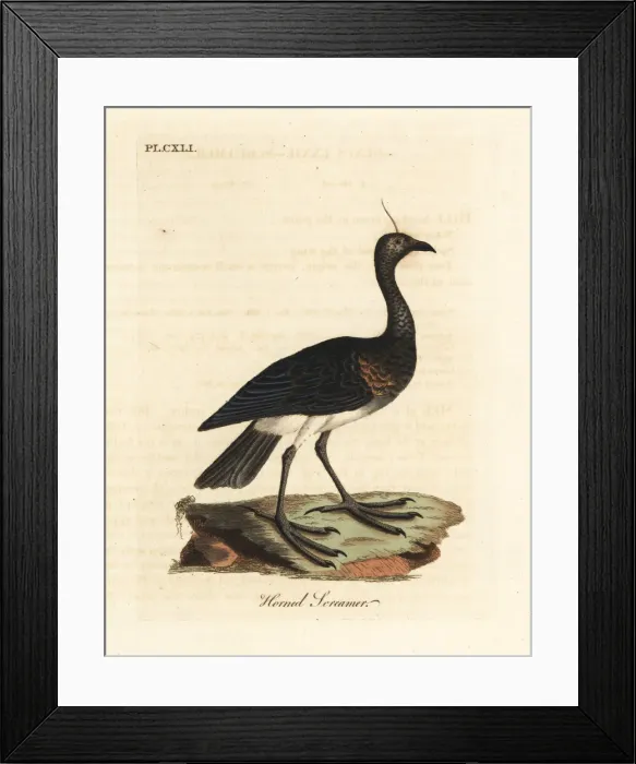 Framed Print : Horned screamer, Anhima cornuta Framed Print : Horned screamer, Anhima cornuta