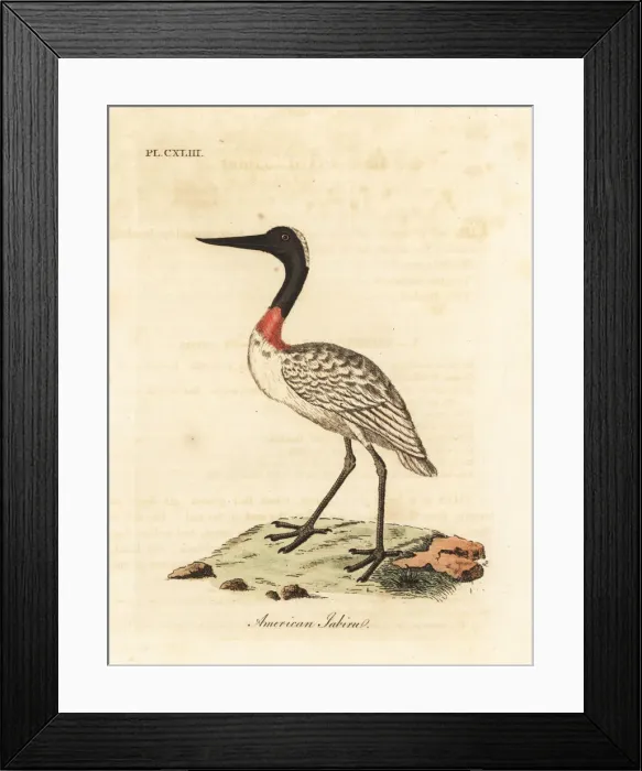 Framed Print : Wood stock, Mycteria americana Framed Print : Wood stock, Mycteria americana