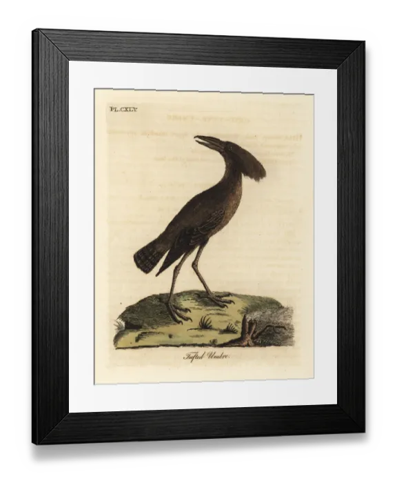 Framed Print : Hamerkop, Scopus umbretta Framed Print : Hamerkop, Scopus umbretta