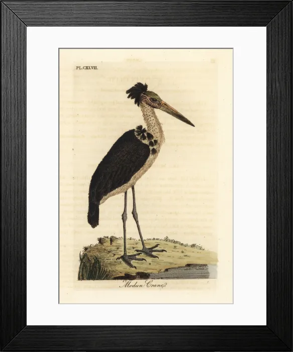 Framed Print : Lesser adjutant, Leptoptilos javanicus. Vulnerable Framed Print : Lesser adjutant, Leptoptilos javanicus. Vulnerable