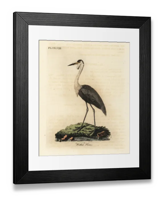 Framed Print : Wattled crane, Bugeranus carunculatus. Vulnerable Framed Print : Wattled crane, Bugeranus carunculatus. Vulnerable