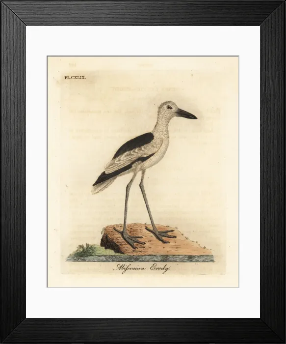 Framed Print : Crab plover, Dromas ardeola Framed Print : Crab plover, Dromas ardeola