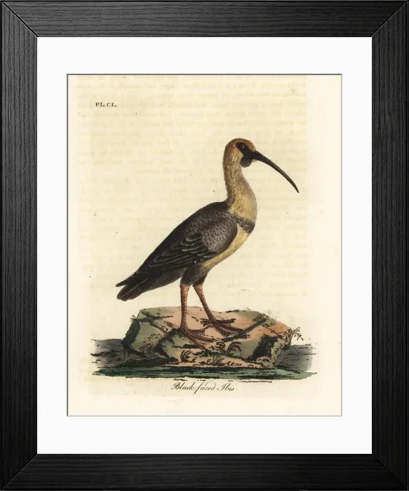 Framed Print : Black-faced ibis, Theristicus melanopis Framed Print : Black-faced ibis, Theristicus melanopis