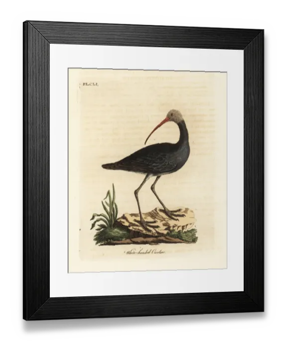 Framed Print : Hadada or hadeda ibis, Bostrychia hagedash? Framed Print : Hadada or hadeda ibis, Bostrychia hagedash?
