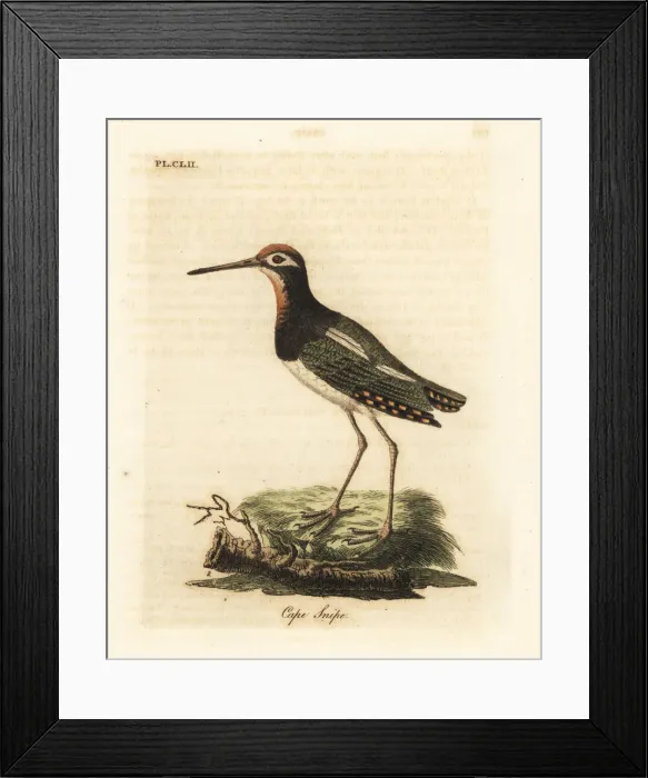 Framed Print : Greater painted-snipe, Rostratula benghalensis Framed Print : Greater painted-snipe, Rostratula benghalensis