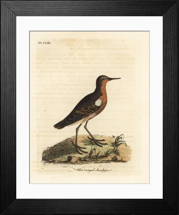 Framed Print : Tahitian sandpiper, Prosobonia leucoptera. Extinct Framed Print : Tahitian sandpiper, Prosobonia leucoptera. Extinct