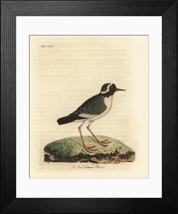 Framed Print : New Zealand plover, Charadrius obscures. Endangered Framed Print : New Zealand plover, Charadrius obscures. Endangered