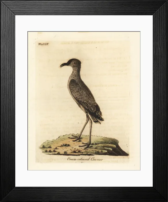 Framed Print : Cream-coloured courser, Cursorius cursor Framed Print : Cream-coloured courser, Cursorius cursor
