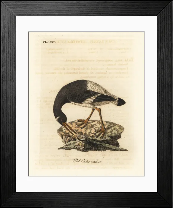 Framed Print : Eurasian oystercatcher, Haematopus ostralegus Framed Print : Eurasian oystercatcher, Haematopus ostralegus