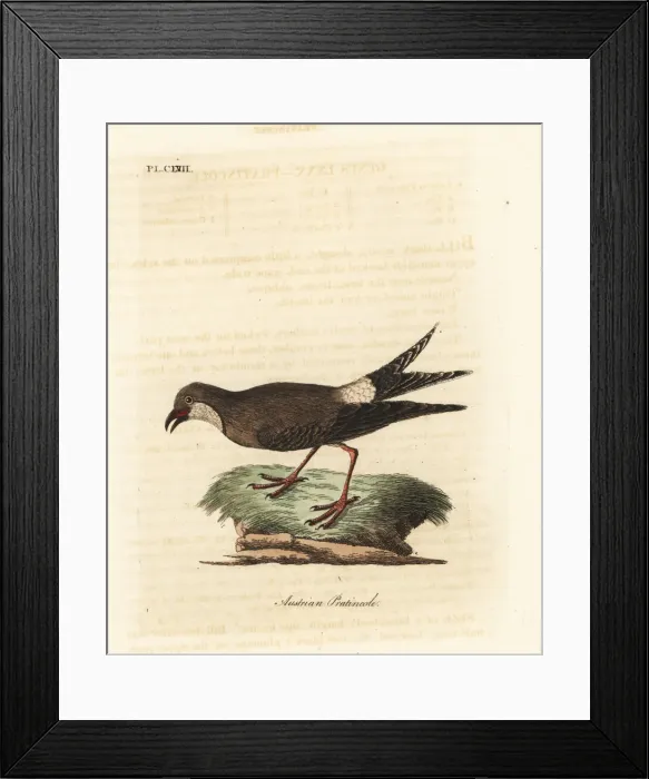 Framed Print : Collared pratincole, Glareola pratincola Framed Print : Collared pratincole, Glareola pratincola