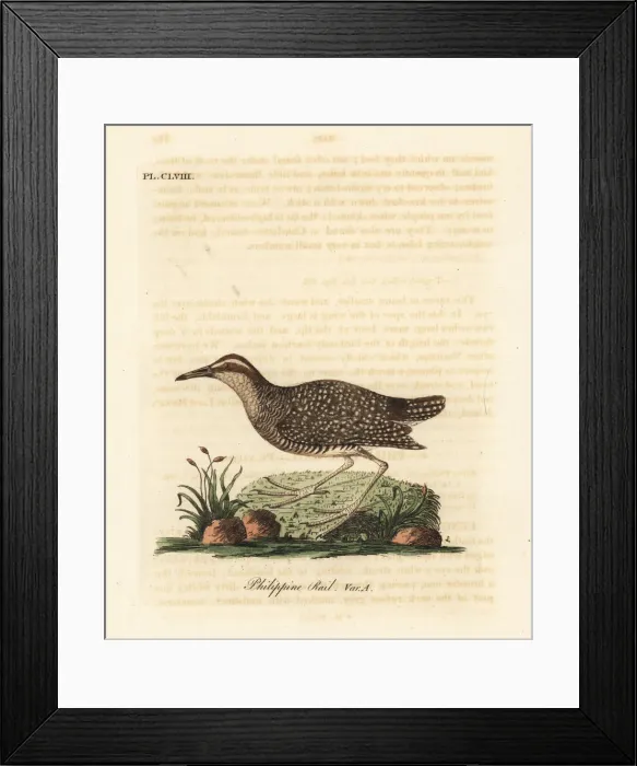 Framed Print : Buff-banded rail, Gallirallus philippensis Framed Print : Buff-banded rail, Gallirallus philippensis