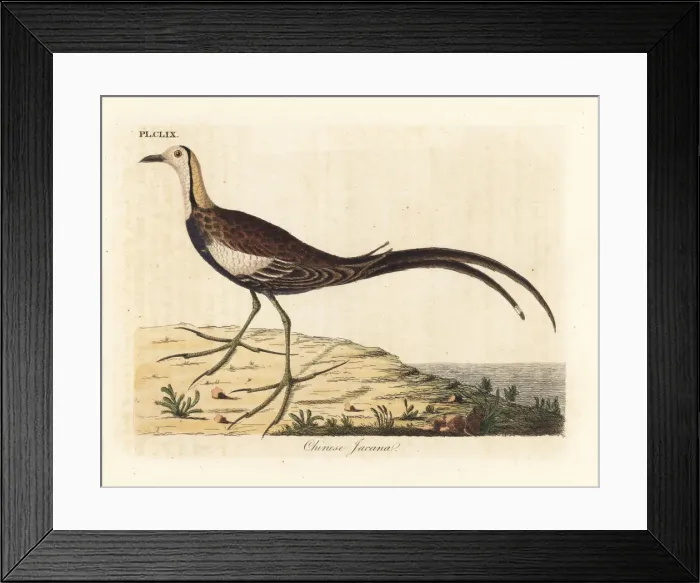 Framed Print : Pheasant-tailed jacana, Hydrophasianus chirurgus Framed Print : Pheasant-tailed jacana, Hydrophasianus chirurgus