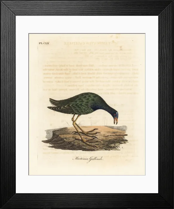 Framed Print : Purple gallinule, Porphyrio martinicus Framed Print : Purple gallinule, Porphyrio martinicus