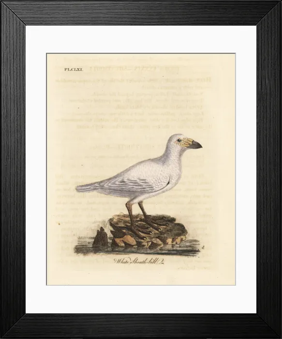 Framed Print : Snowy sheathbill, Chionis albus Framed Print : Snowy sheathbill, Chionis albus