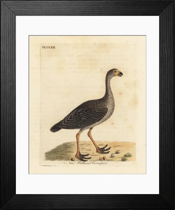 Framed Print : Cape Barren goose, Cereopsis novae hollandiae Framed Print : Cape Barren goose, Cereopsis novae hollandiae