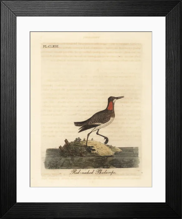 Framed Print : Red necked phalarope, Phalaropus lobatus Framed Print : Red necked phalarope, Phalaropus lobatus