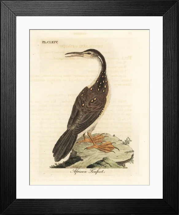 Framed Print : African finfoot, Podica senegalensis Framed Print : African finfoot, Podica senegalensis