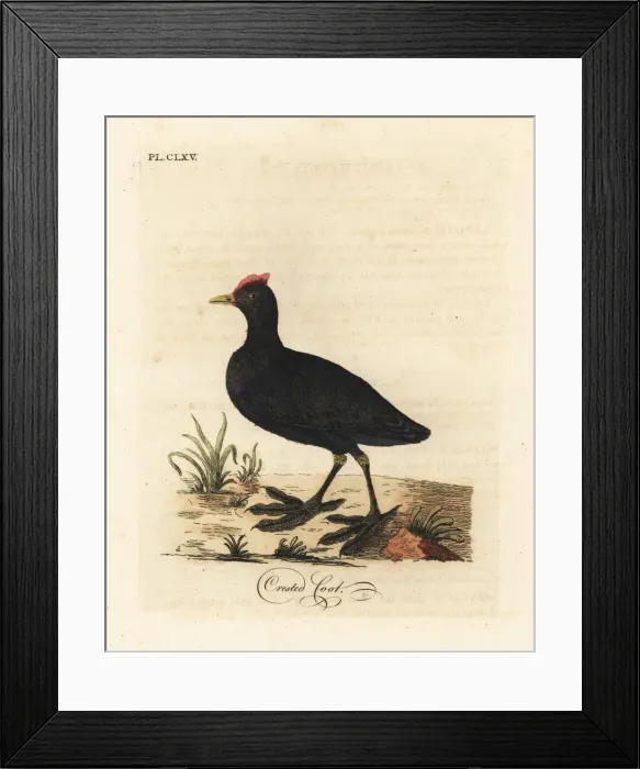 Framed Print : Red-knobbed coot or crested coot, Fulica cristata Framed Print : Red-knobbed coot or crested coot, Fulica cristata
