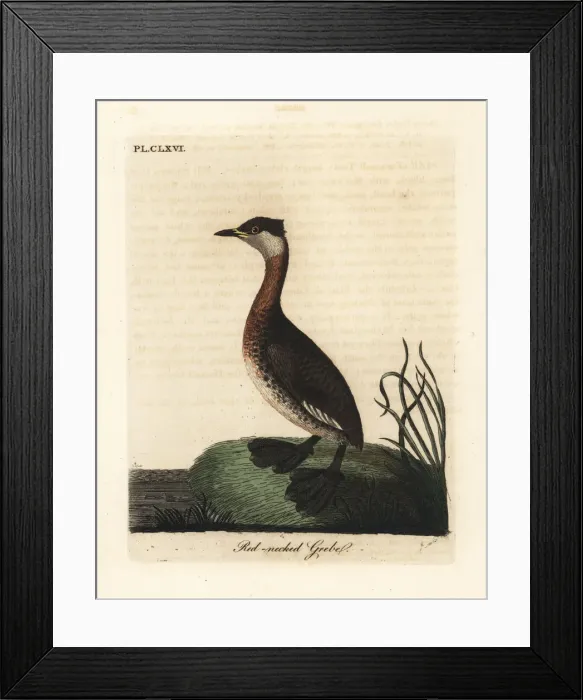 Framed Print : Red-necked grebe, Podiceps grisegena Framed Print : Red-necked grebe, Podiceps grisegena