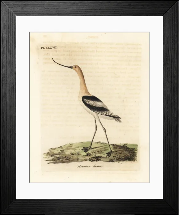Framed Print : American avocet, Recurvirostra americana Framed Print : American avocet, Recurvirostra americana