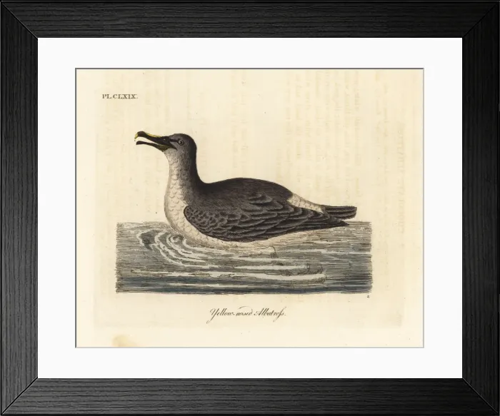 Framed Print : Atlantic yellow-nosed albatross, Thalassarche Framed Print : Atlantic yellow-nosed albatross, Thalassarche