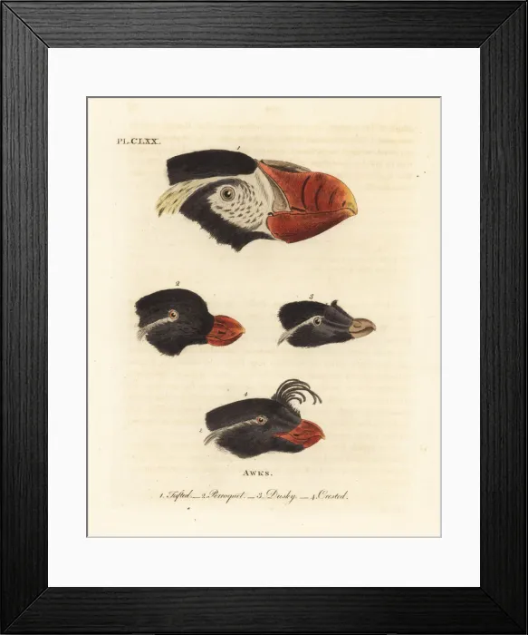 Framed Print : Heads of tufted puffin, parakeet auklet and crested auklets Framed Print : Heads of tufted puffin, parakeet auklet and crested auklets