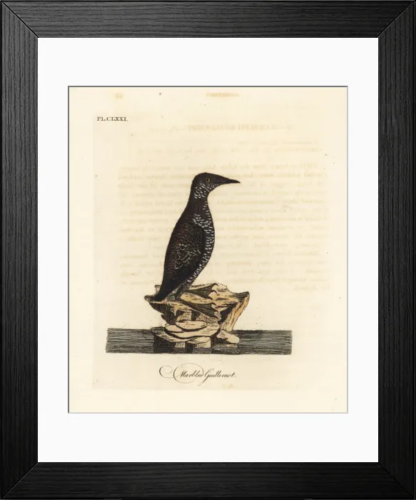 Framed Print : Marbled murrelet, Brachyramphus marmoratus. Endangered Framed Print : Marbled murrelet, Brachyramphus marmoratus. Endangered