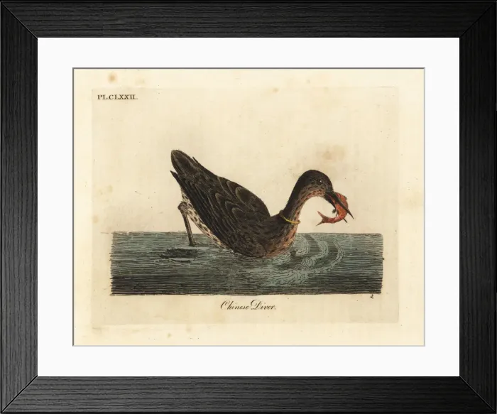 Framed Print : Cormorant species used for fishing in Asia Framed Print : Cormorant species used for fishing in Asia