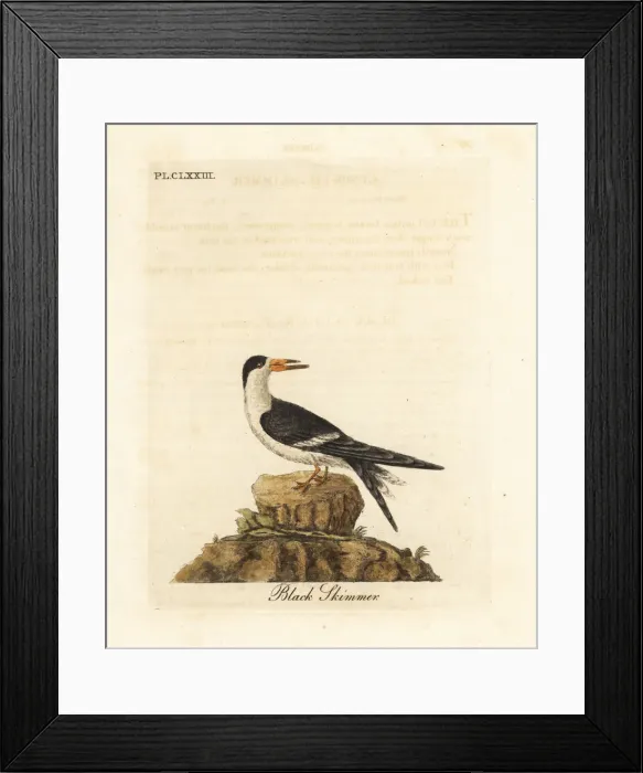 Framed Print : Black skimmer, Rynchops niger Framed Print : Black skimmer, Rynchops niger