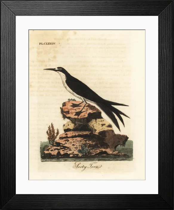 Framed Print : Sooty tern, Onychoprion fuscatus Framed Print : Sooty tern, Onychoprion fuscatus