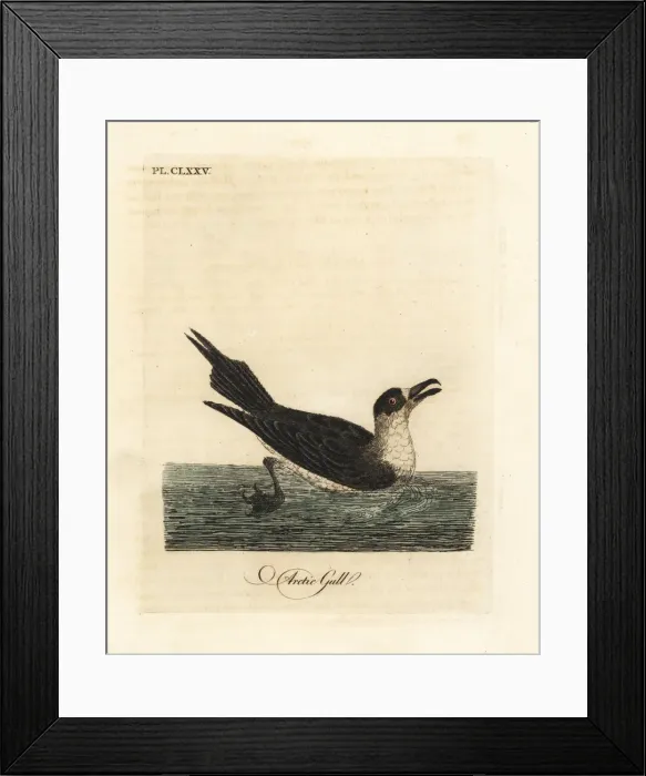Framed Print : Parasitic jaeger, Stercorarius parasiticus Framed Print : Parasitic jaeger, Stercorarius parasiticus