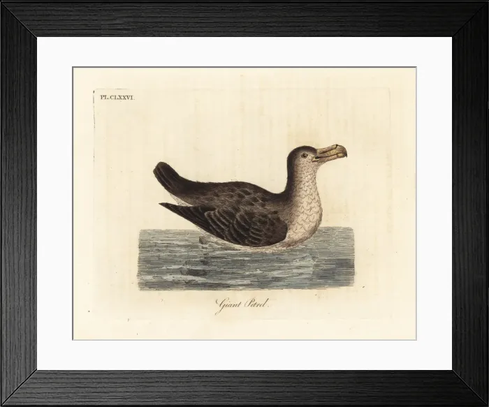 Framed Print : Giant petrel, Macronectes giganteus Framed Print : Giant petrel, Macronectes giganteus