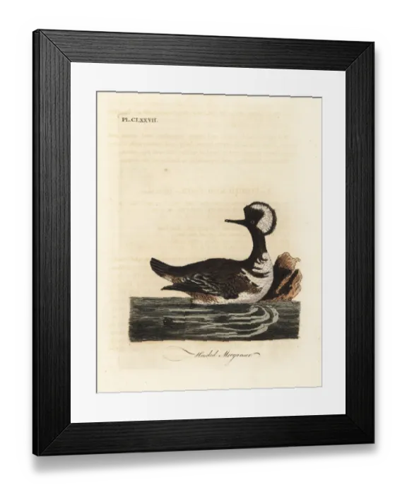 Framed Print : Hooded merganser, Lophodytes cucullatus Framed Print : Hooded merganser, Lophodytes cucullatus