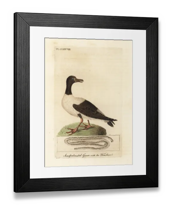 Framed Print : Magpie goose, Anseranas semipalmata Framed Print : Magpie goose, Anseranas semipalmata