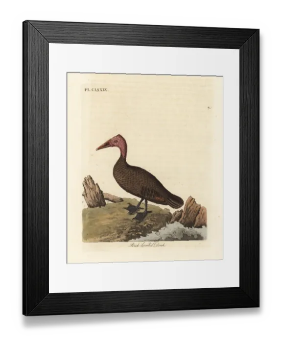 Framed Print : Pink-headed duck, Rhodonessa caryophyllacea Framed Print : Pink-headed duck, Rhodonessa caryophyllacea