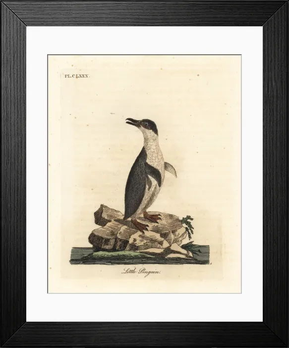 Framed Print : Little penguin or white-flippered penguin Framed Print : Little penguin or white-flippered penguin