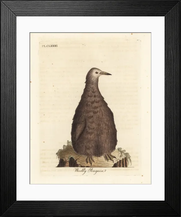 Framed Print : King penguin, Aptenodytes patagonicus, juvenile Framed Print : King penguin, Aptenodytes patagonicus, juvenile
