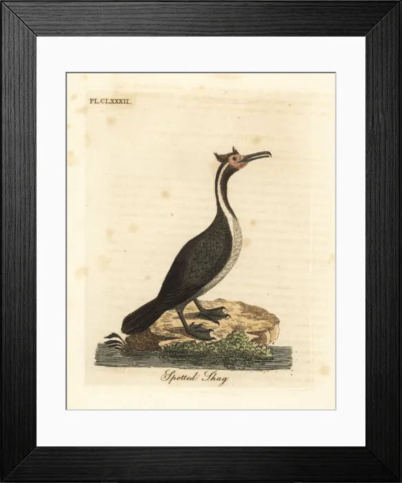 Framed Print : Spotted shag or parekareka, Phalacrocorax punctatus Framed Print : Spotted shag or parekareka, Phalacrocorax punctatus