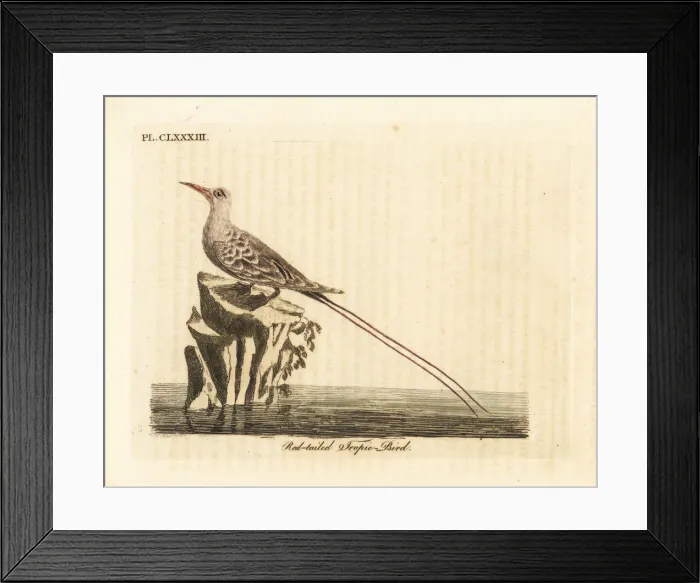 Framed Print : Red-tailed tropic bird, Phaethon rubricauda Framed Print : Red-tailed tropic bird, Phaethon rubricauda