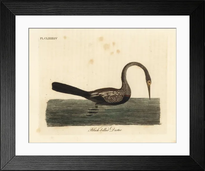 Framed Print : Oriental darter or Indian darter, Anhinga Framed Print : Oriental darter or Indian darter, Anhinga