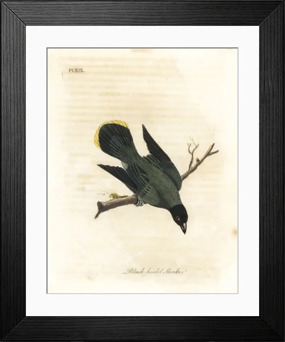 Framed Print : Black-headed bulbul, Pycnonotus atriceps Framed Print : Black-headed bulbul, Pycnonotus atriceps