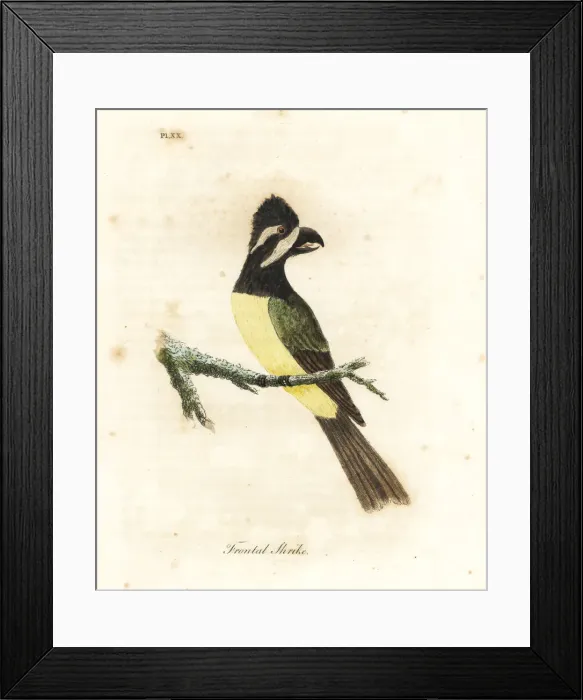 Framed Print : Crested shriketit, Falcunculus frontatus