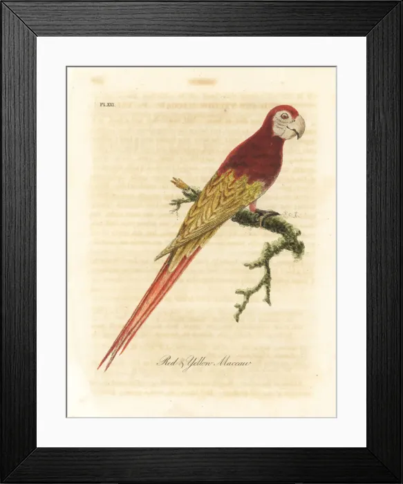 Framed Print : Scarlet macaw, Ara macao Framed Print : Scarlet macaw, Ara macao