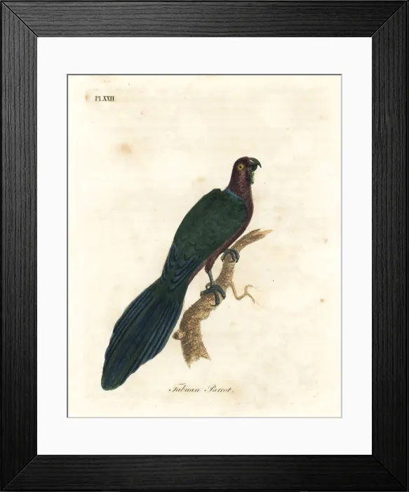 Framed Print : Red shining-parrot, Pyrrhulopsis tabuensis Framed Print : Red shining-parrot, Pyrrhulopsis tabuensis