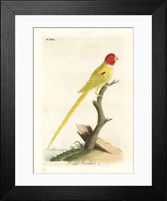 Framed Print : Olive-shouldered parrot, Aprosmictus jonquillaceus Framed Print : Olive-shouldered parrot, Aprosmictus jonquillaceus