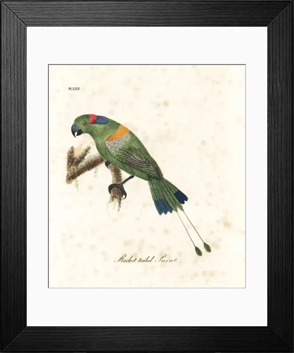 Framed Print : Golden-mantled racket-tail, Prioniturus platurus Framed Print : Golden-mantled racket-tail, Prioniturus platurus