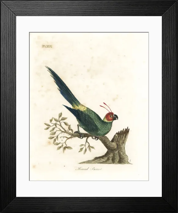 Framed Print : Horned parakeet, Eunymphicus cornutus. Vulnerable Framed Print : Horned parakeet, Eunymphicus cornutus. Vulnerable