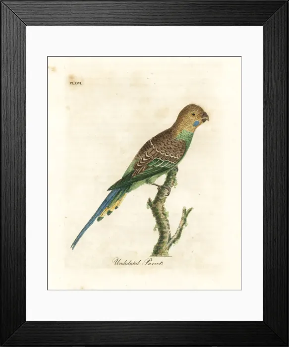 Framed Print : Budgerigar, Melopsittacus undulatus Framed Print : Budgerigar, Melopsittacus undulatus